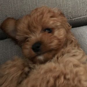 Meet your Posher, Lisa